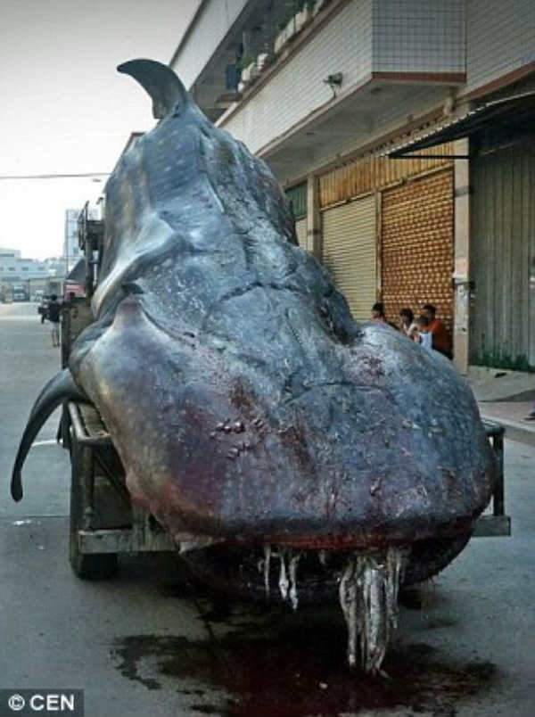 Кит китай